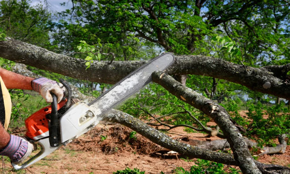Joel’s Pro Tree Service and the Planning Questions Behind Stump Grinding